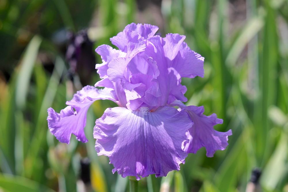 Photo of Tall Bearded Iris (Iris 'Perpetual Joy') uploaded by ARUBA1334