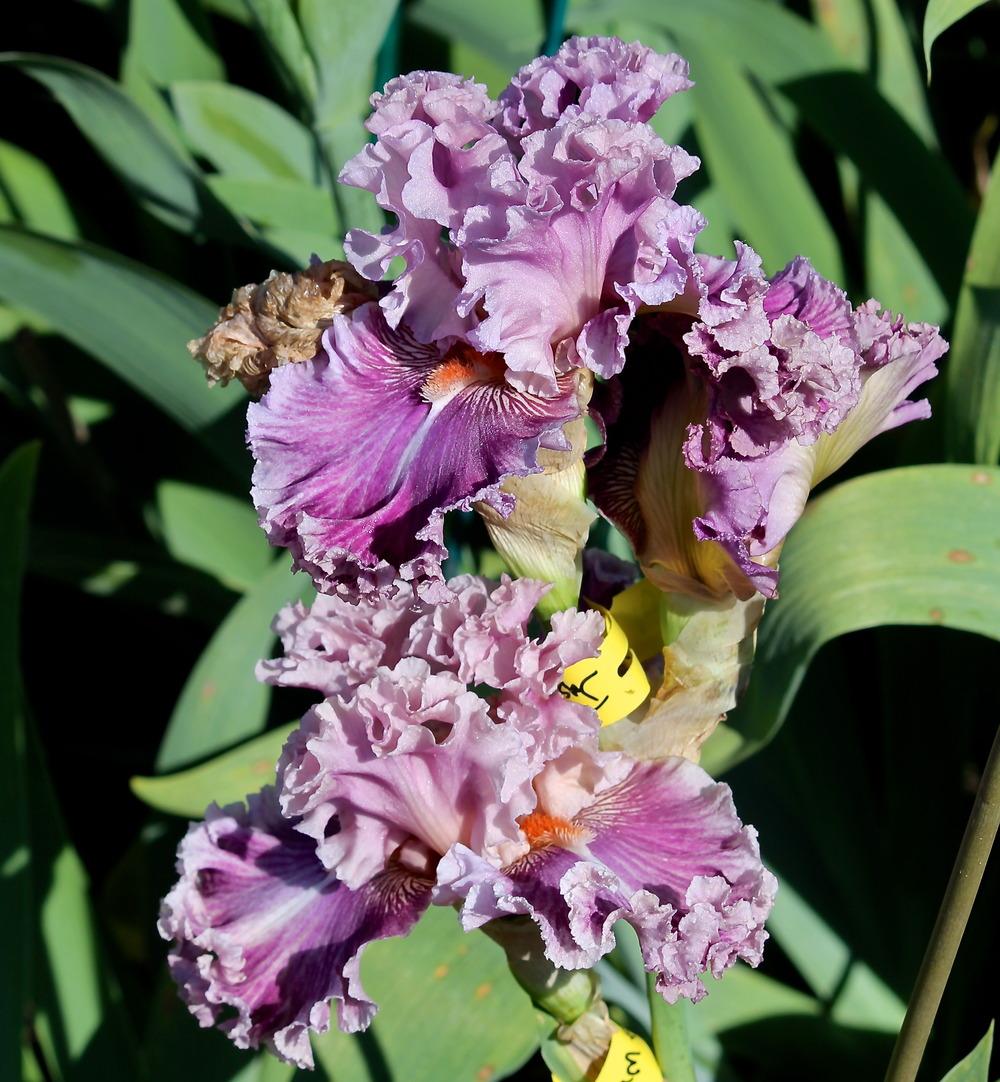 Photo of Tall Bearded Iris (Iris 'Just Witchery') uploaded by ARUBA1334