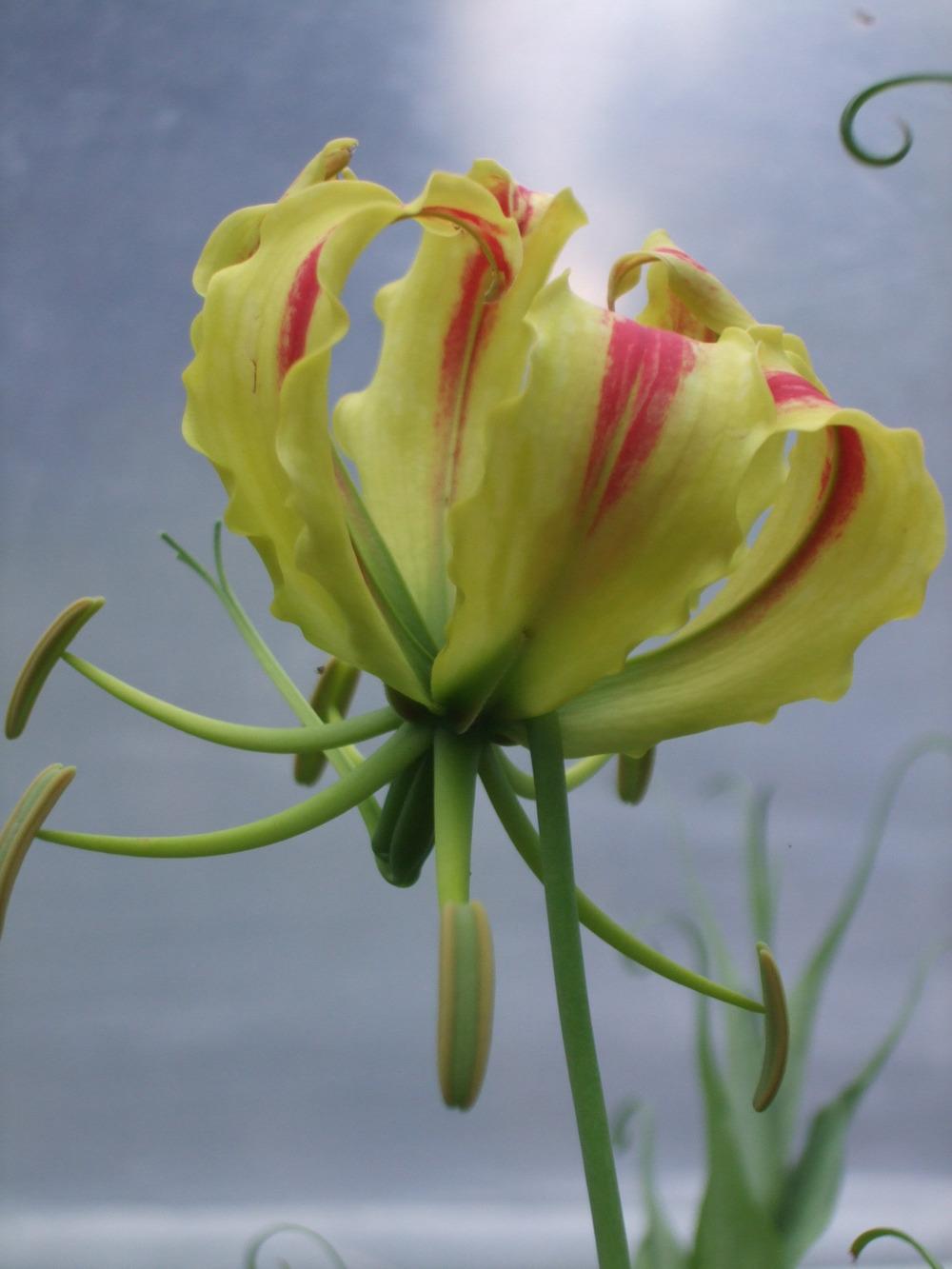 Photo of Gloriosa Lily (Gloriosa superba 'Rothschildiana') uploaded by RCanada