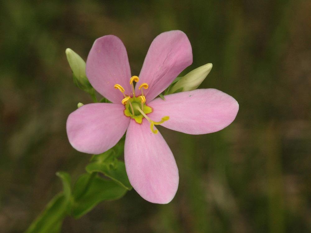 Photo of Rosepink (Sabatia angularis) uploaded by SongofJoy