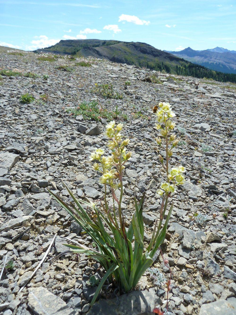 Photo of Mountain Death Camas (Anticlea elegans) uploaded by growitall