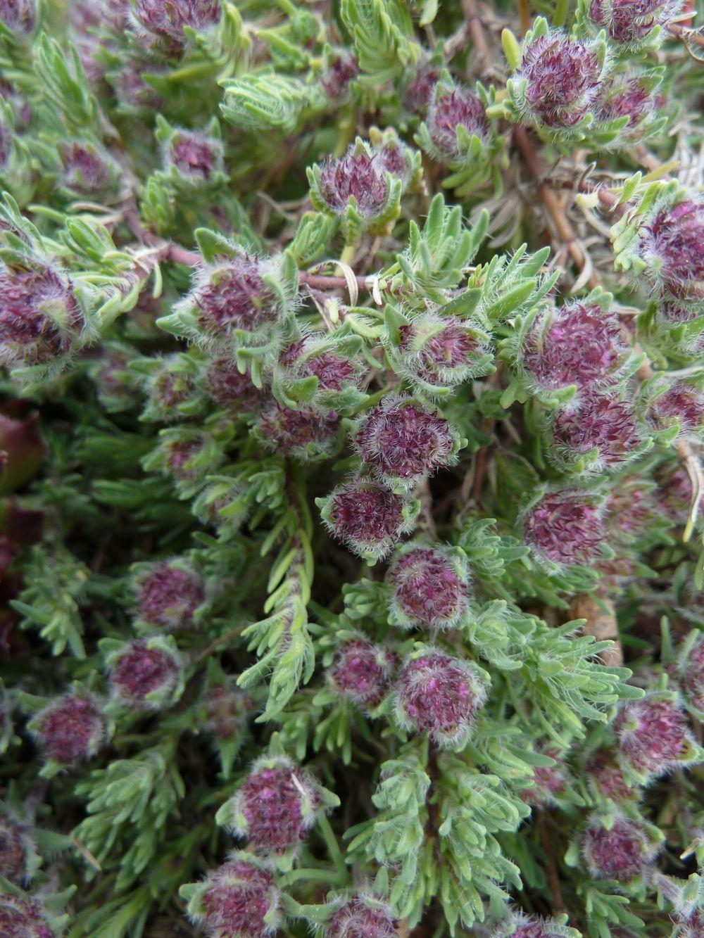 Photo of Juniper Thyme (Thymus neiceffii) uploaded by growitall