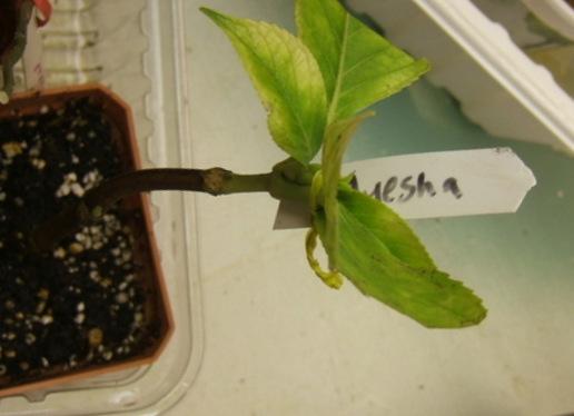 Photo of Bigleaf Hydrangea (Hydrangea macrophylla 'Ayesha') uploaded by pirl
