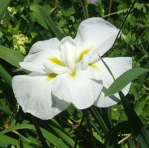 Photo of Japanese Iris (Iris ensata 'Innocence') uploaded by pirl