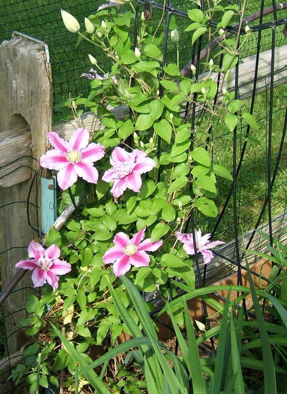 Photo of Clematis 'Piilu' uploaded by pirl