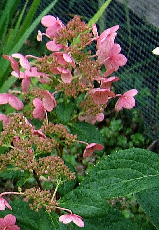 Photo of Late Panicle Hydrangea (Hydrangea paniculata Quick Fire®) uploaded by pirl