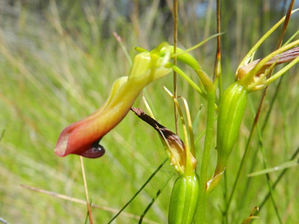 Photo of Large Tongue-orchid (Cryptostylis subulata) uploaded by Gleni