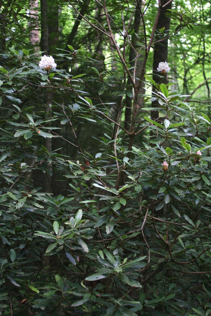 Photo of Rosebay Rhododendron (Rhododendron maximum) uploaded by SongofJoy