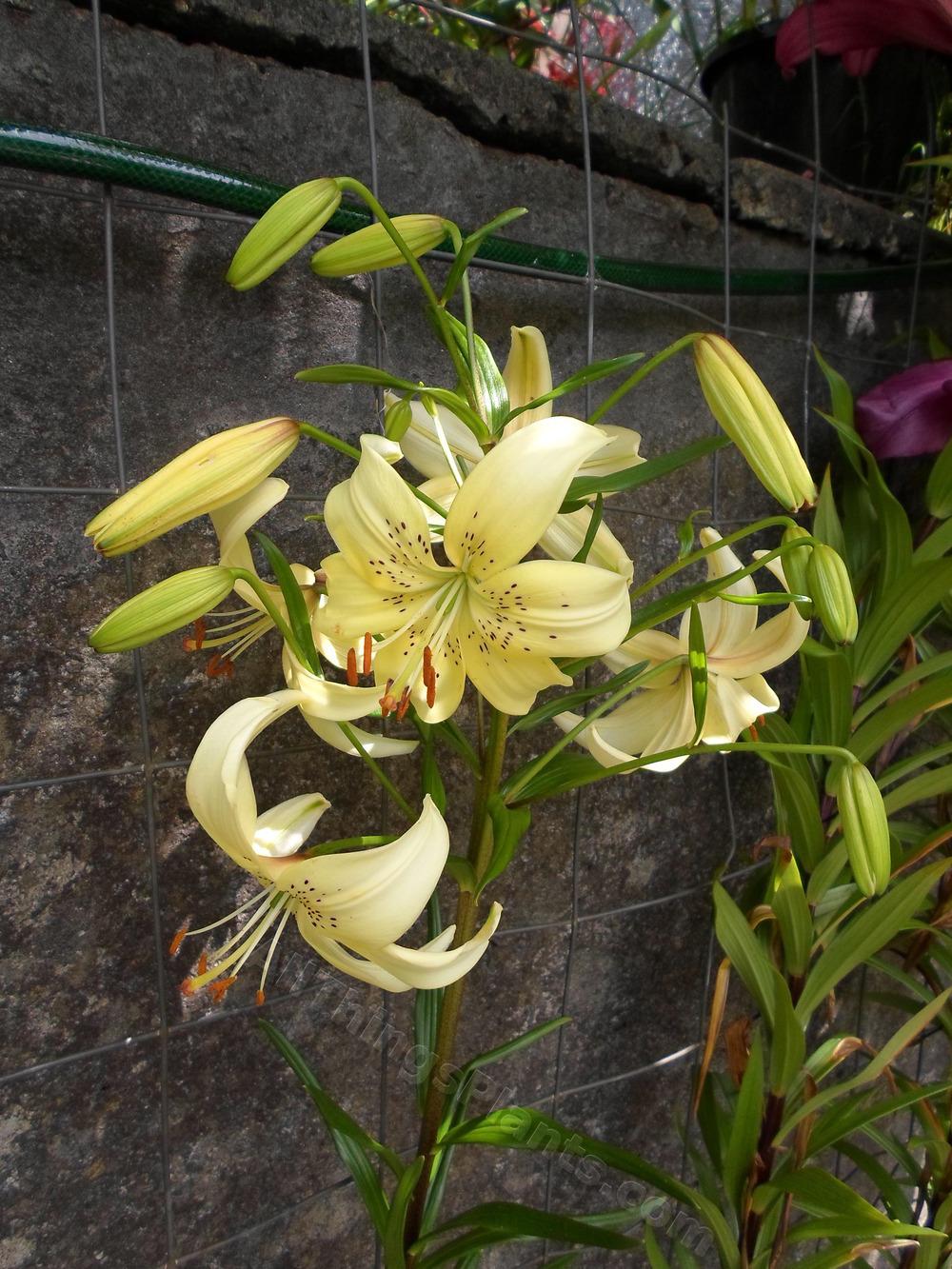 Photo of Lily (Lilium 'Sweet Surrender') uploaded by dellac
