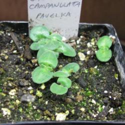 Location: My garden, Calgary, Alberta, Canada; zone 3.
Date: 2010-03-13 
Germinated in 8 days at room temperature with no pretreatment.