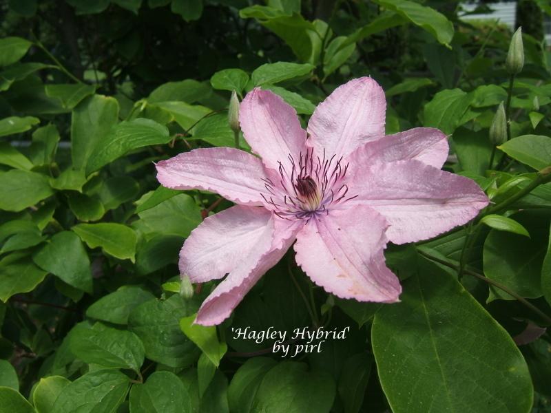 Photo of Clematis Pink Chiffon™ uploaded by pirl