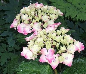 Photo of Mophead Hydrangea (Hydrangea macrophylla Pink Elf®) uploaded by pirl