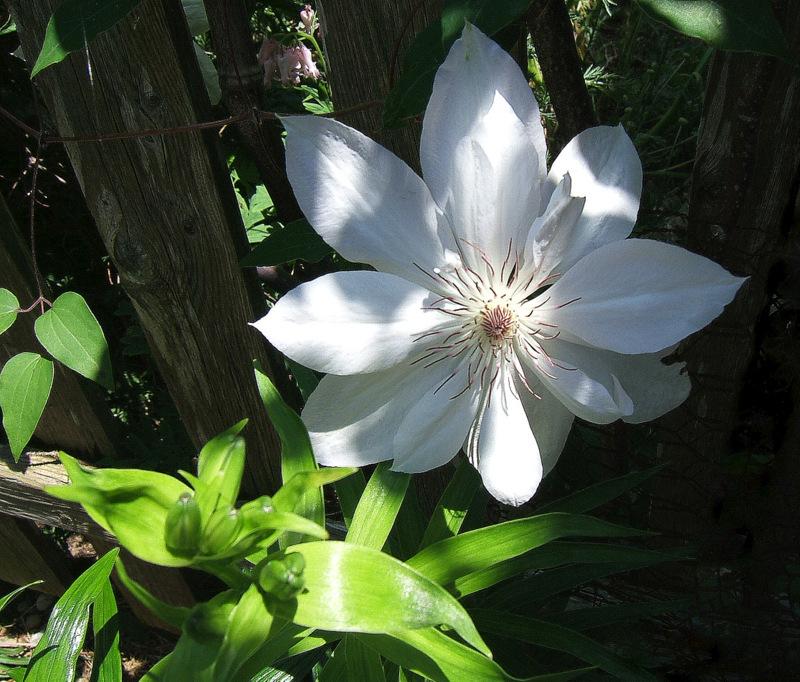 Photo of Clematis 'Henryi' uploaded by pirl