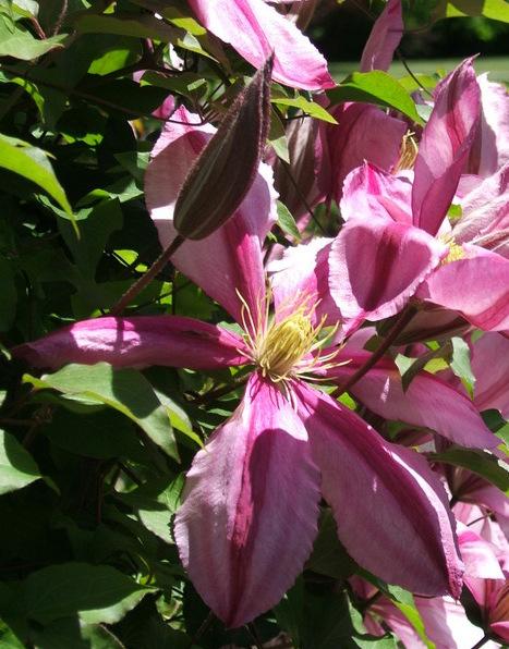 Photo of Clematis Liberation™ uploaded by pirl