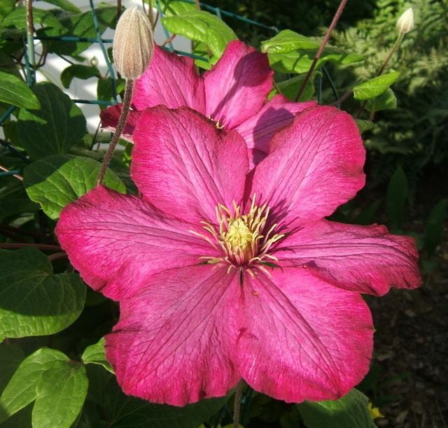 Photo of Clematis 'Ville de Lyon' uploaded by pirl