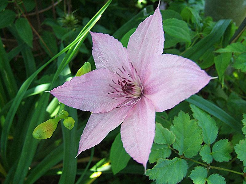 Photo of Clematis Pink Chiffon™ uploaded by pirl