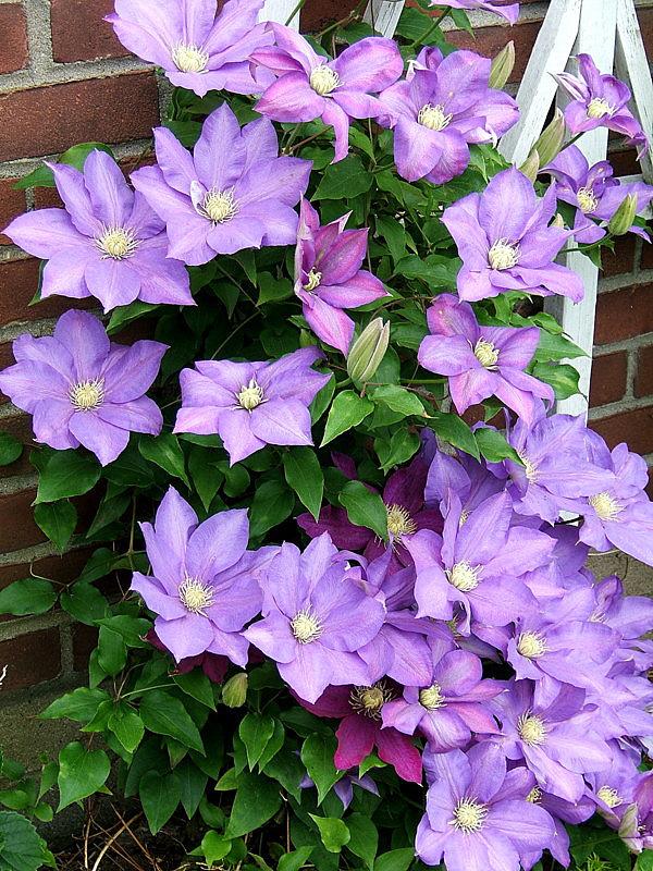 Photo of Clematis 'H.F. Young' uploaded by pirl