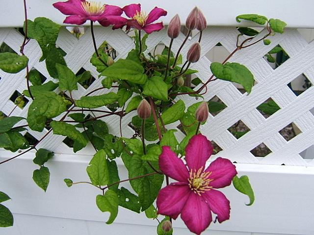 Photo of Clematis 'Ville de Lyon' uploaded by pirl