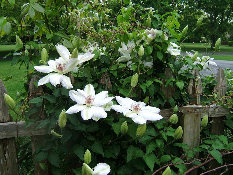 Photo of Clematis 'Henryi' uploaded by pirl
