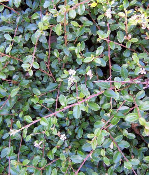Photo of Rock Cotoneaster (Cotoneaster horizontalis) uploaded by robertduval14