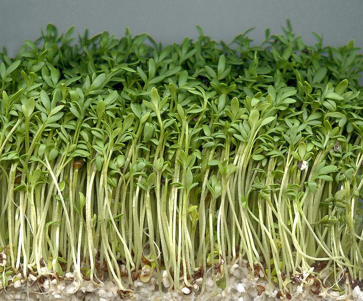 Photo of Garden Cress (Lepidium sativum) uploaded by SongofJoy