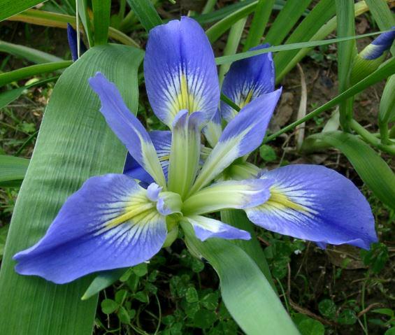 Photo of Species Iris (Iris brevicaulis) uploaded by diggit
