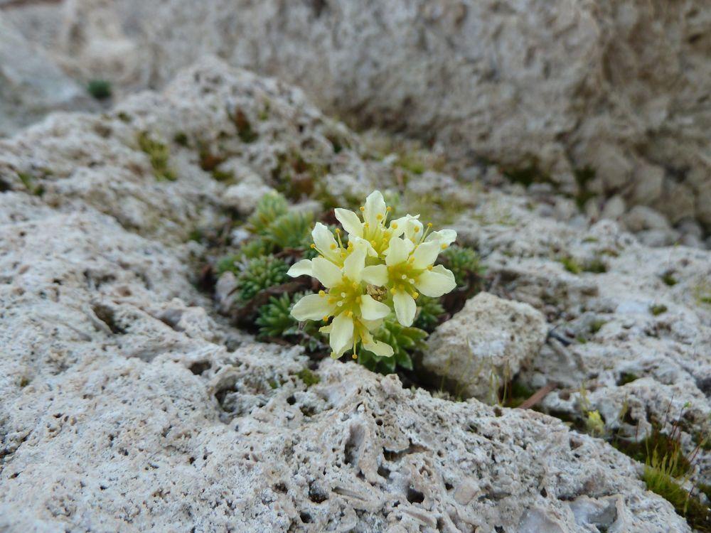 Photo of Kabschia Saxifrage (Saxifraga 'Gregor Mendel') uploaded by growitall