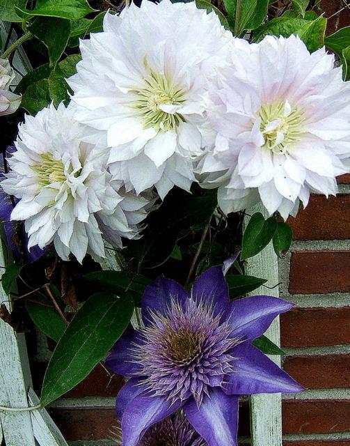 Photo of Clematis 'Belle of Woking' uploaded by pirl