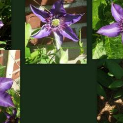 Location: Fireplace garden - more shade than sun
Date: various
The many faces of Multi Blue.