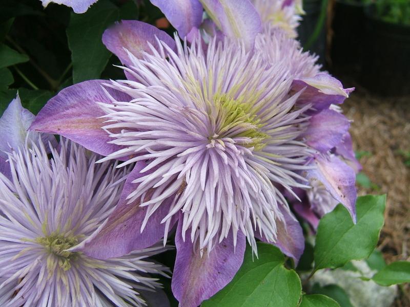 Photo of Clematis Crystal Fountain™ uploaded by pirl