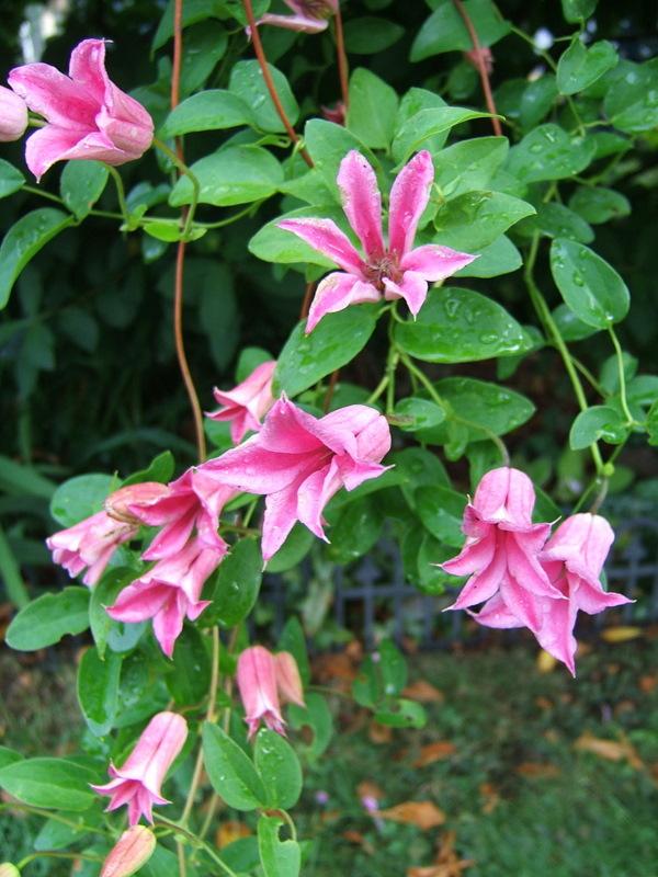 Photo of Clematis (Clematis texensis 'Duchess of Albany') uploaded by pirl