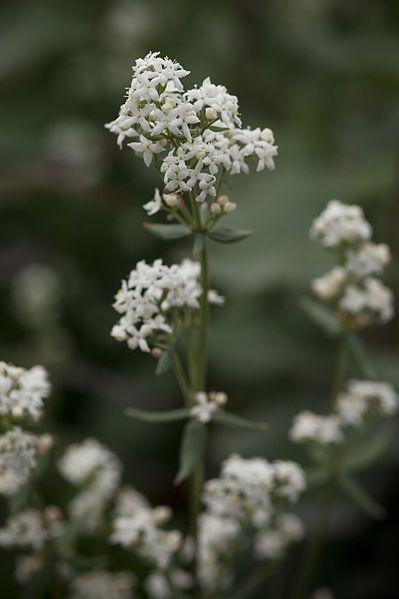 Photo of Northern Bedstraw (Galium boreale) uploaded by robertduval14