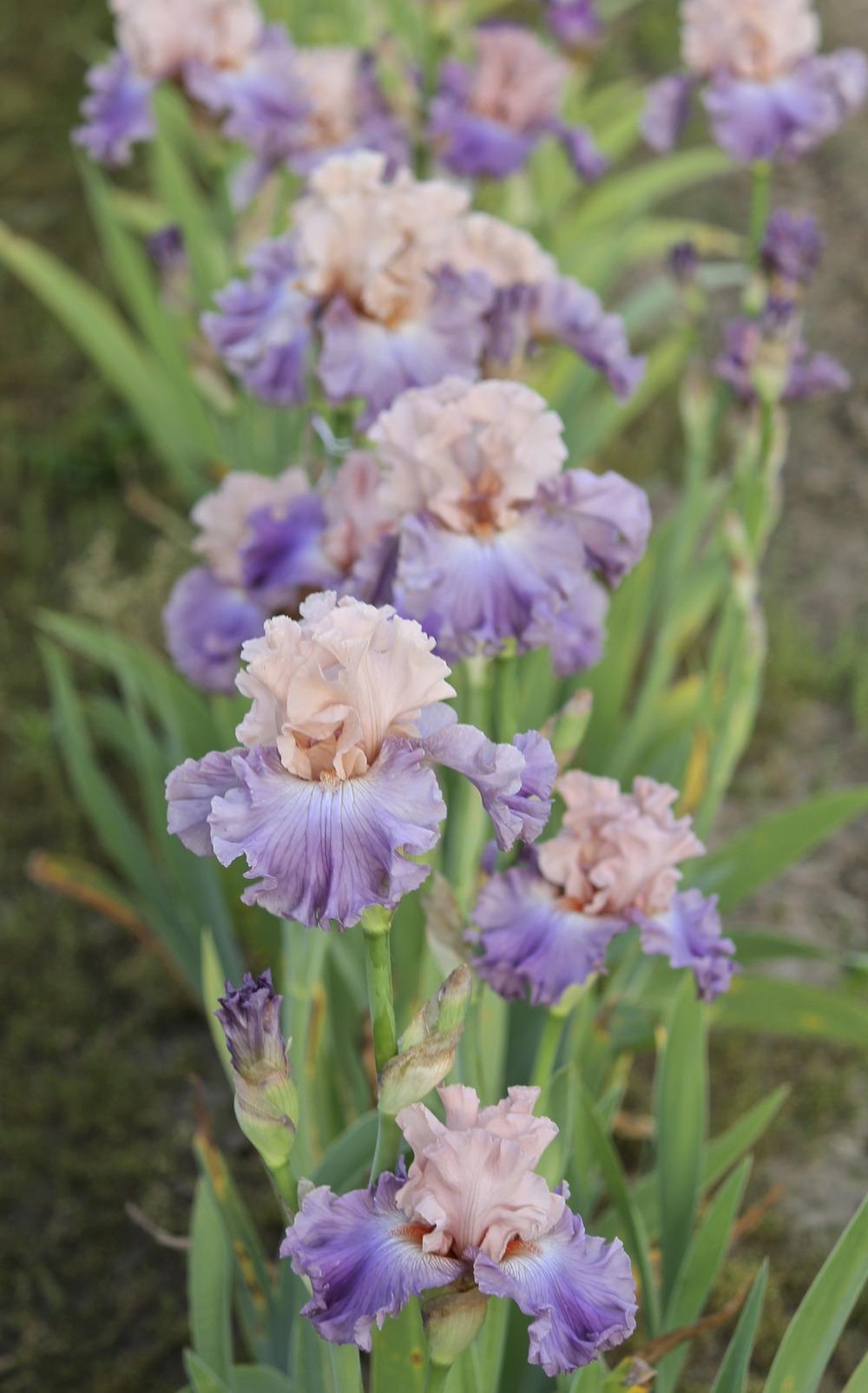 Photo of Tall Bearded Iris (Iris 'Arrivederci') uploaded by ARUBA1334