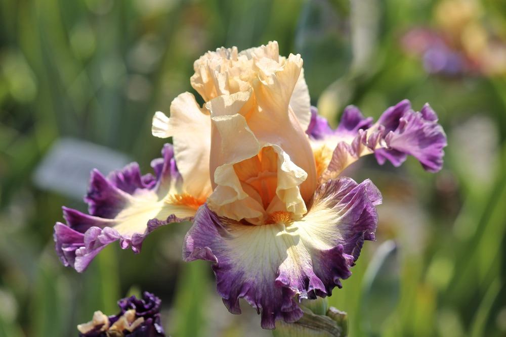 Photo of Tall Bearded Iris (Iris 'Celebratory') uploaded by ARUBA1334