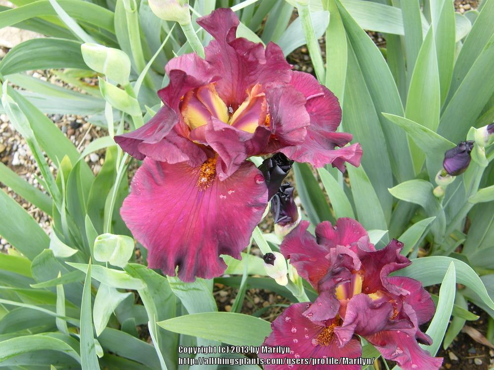 Photo of Irises (Iris) uploaded by Marilyn