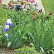 Location: My garden in KentuckyDate: 2010-05-01First year's blooms