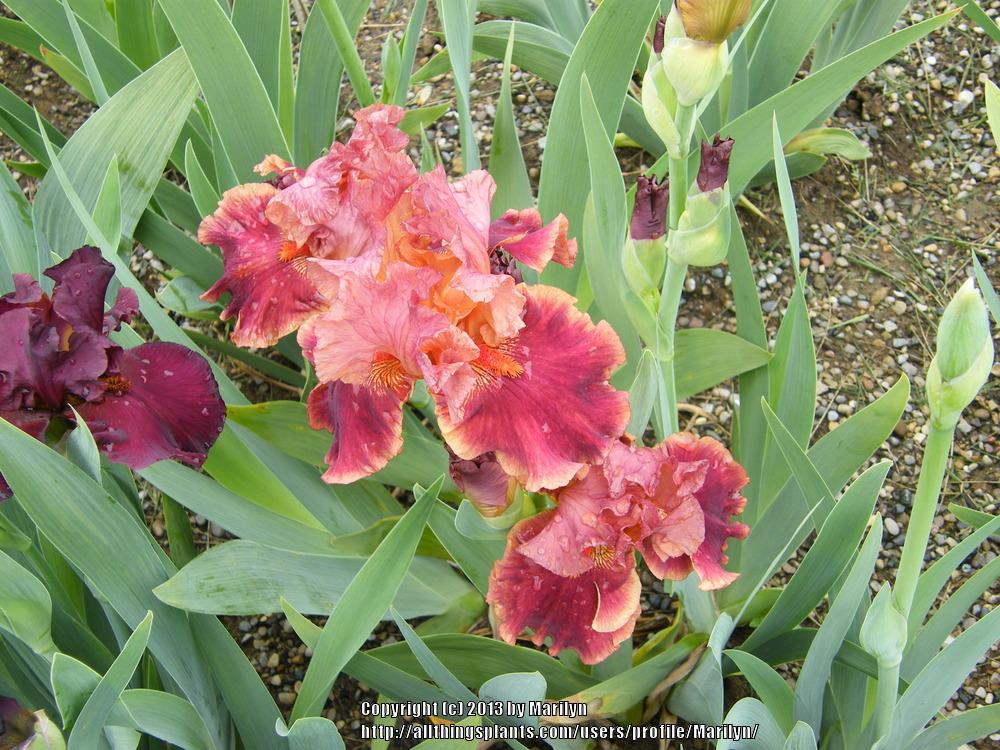 Photo of Irises (Iris) uploaded by Marilyn