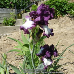 Location: My garden in Kentucky
Date: 2010-05-01
A seedling of Margie Valenzuela. First year's blooms