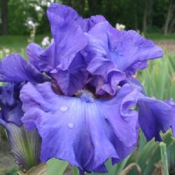 Location: Indiana
Date: May
Tall bearded iris 'Grape Charm'
