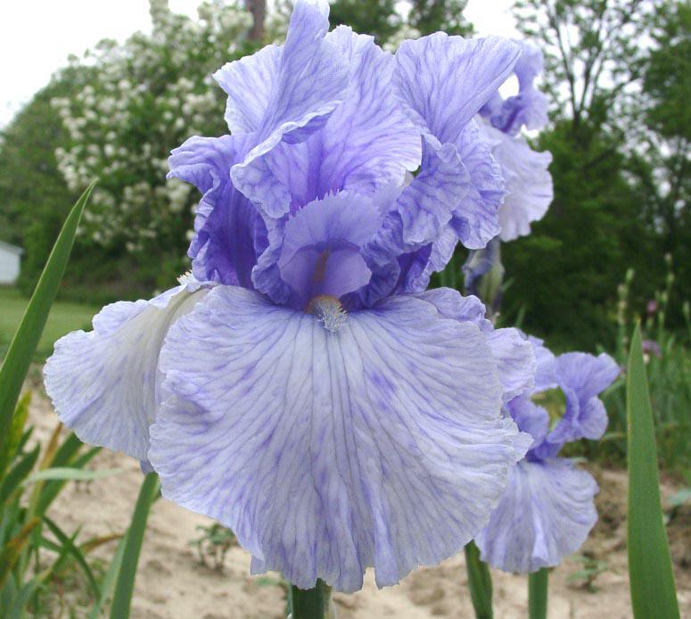 Photo of Tall Bearded Iris (Iris 'Fancy Fellow') uploaded by diggit
