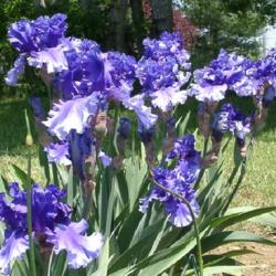 Location: Tennessee, Rockytop Garden
Date: May 2010
Tall bearded iris 'Dark Hollow'