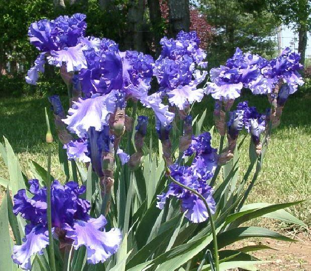 Photo of Tall Bearded Iris (Iris 'Dark Hollow') uploaded by diggit