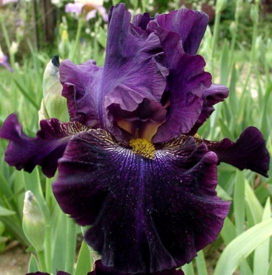 Photo of Tall Bearded Iris (Iris 'Starlit Velvet') uploaded by diggit