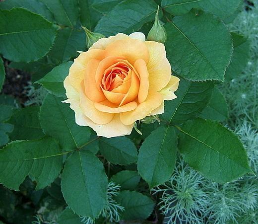 Photo of Rose (Rosa 'Honey Perfume') uploaded by pirl
