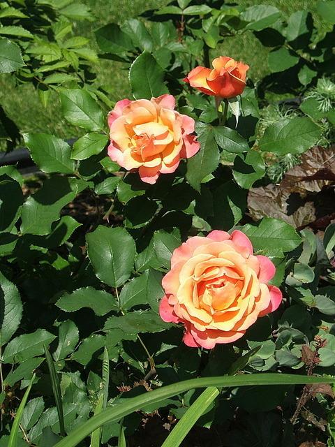 Photo of Rose (Rosa 'Tuscan Sun') uploaded by pirl