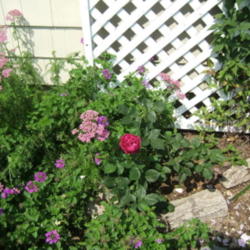 Location: Rose garden trellis
Date: 2008-0628
