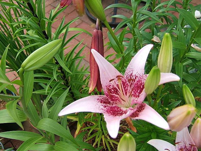 Photo of Lily (Lilium 'Dot Com') uploaded by pirl