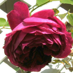 Location: Rose garden trellis
Date: 2013-1105