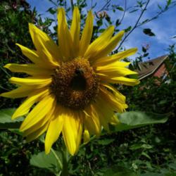 Annual Sunflowers Are Pretty and Easy To Grow