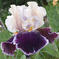 Location: Indiana
Date: May
Tall bearded iris 'Liaison'